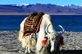 5 Days Lhasa Group Tour with Yamdrok Lake